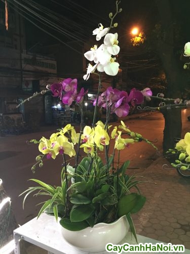 Hoa Lan Hồ Điệp – Loài hoa phong thủy đẹp
