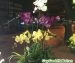 Hoa Lan Hồ Điệp – Loài hoa phong thủy đẹp